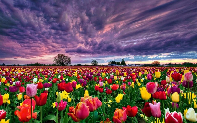 Фотки этих тюльпанов заставят вас приехать в мою страну — Нидерланды