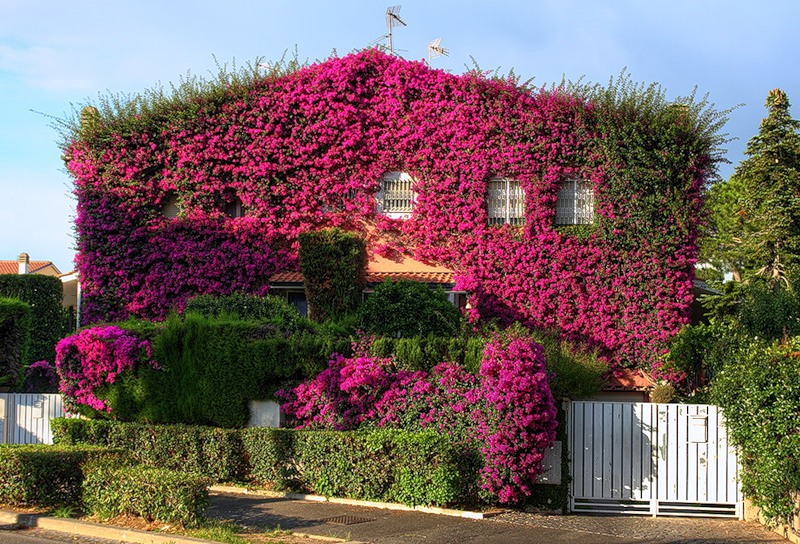 Cамые красивые и великолепные дома, утопающие в цветах