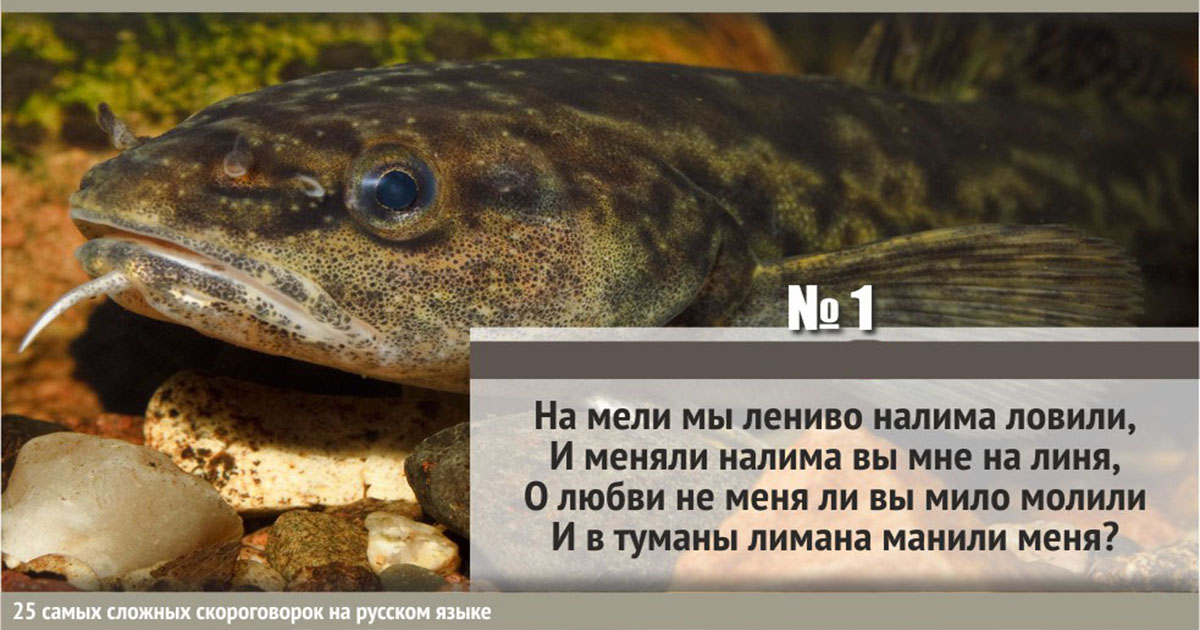 Черновик