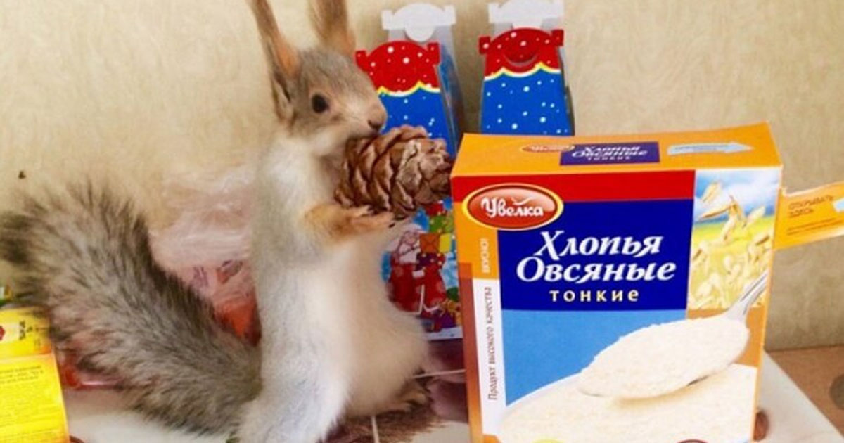 Белка Соня — звезда Новосибирска: как девушка спасла дикое животное от верной гибели