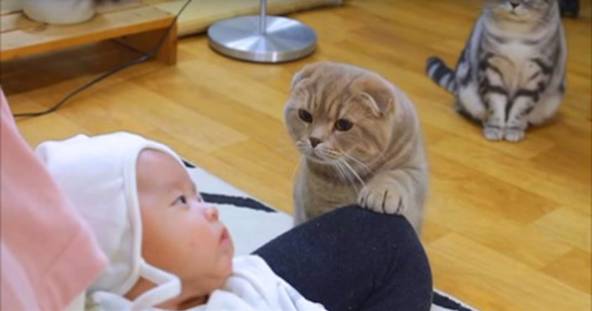 Котики впервые видят новорожденного младенца. Их реакция — просто уморительно!