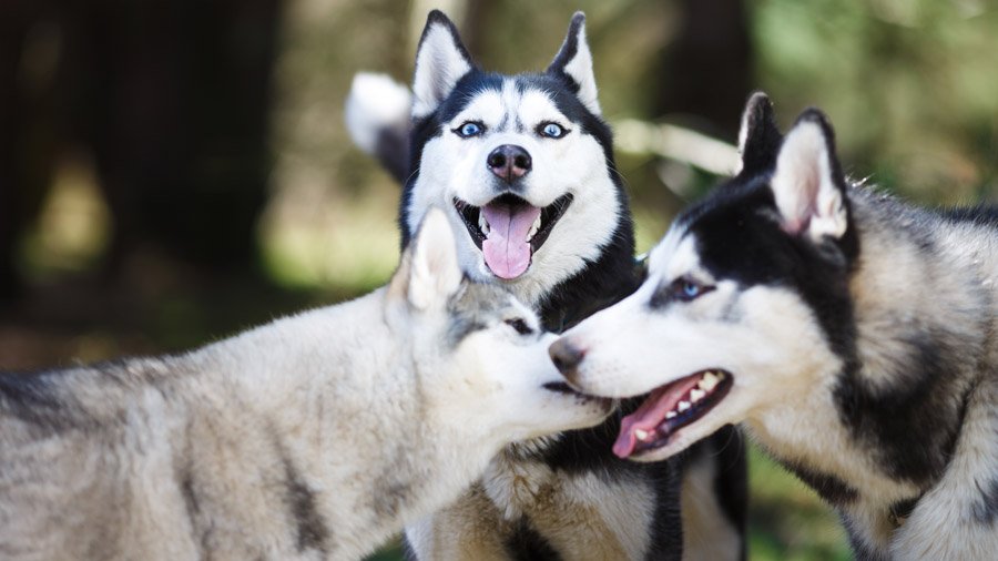 Хаски: собаки, которым весело! 20 фото о том, что шалить никогда не вредно.