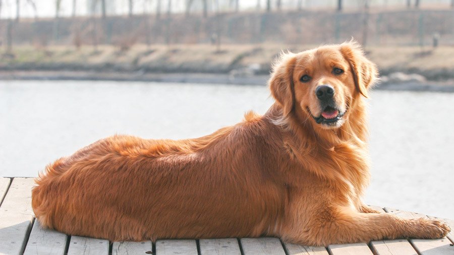 Топ-10 самых умных пород собак, которые легко поддаются дрессировке