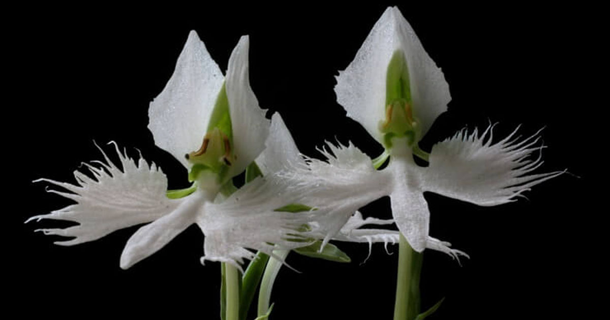 17 орхидей, которые выглядят, как кое-что совершенно другое