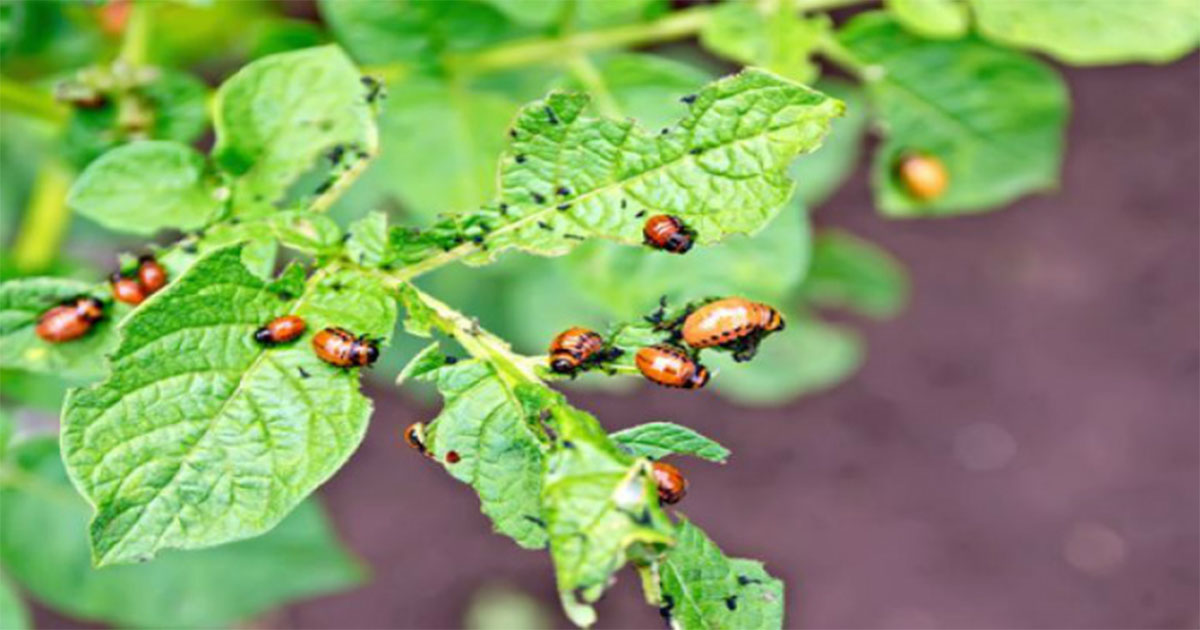 4 способа избавиться от колорадского жука без химии