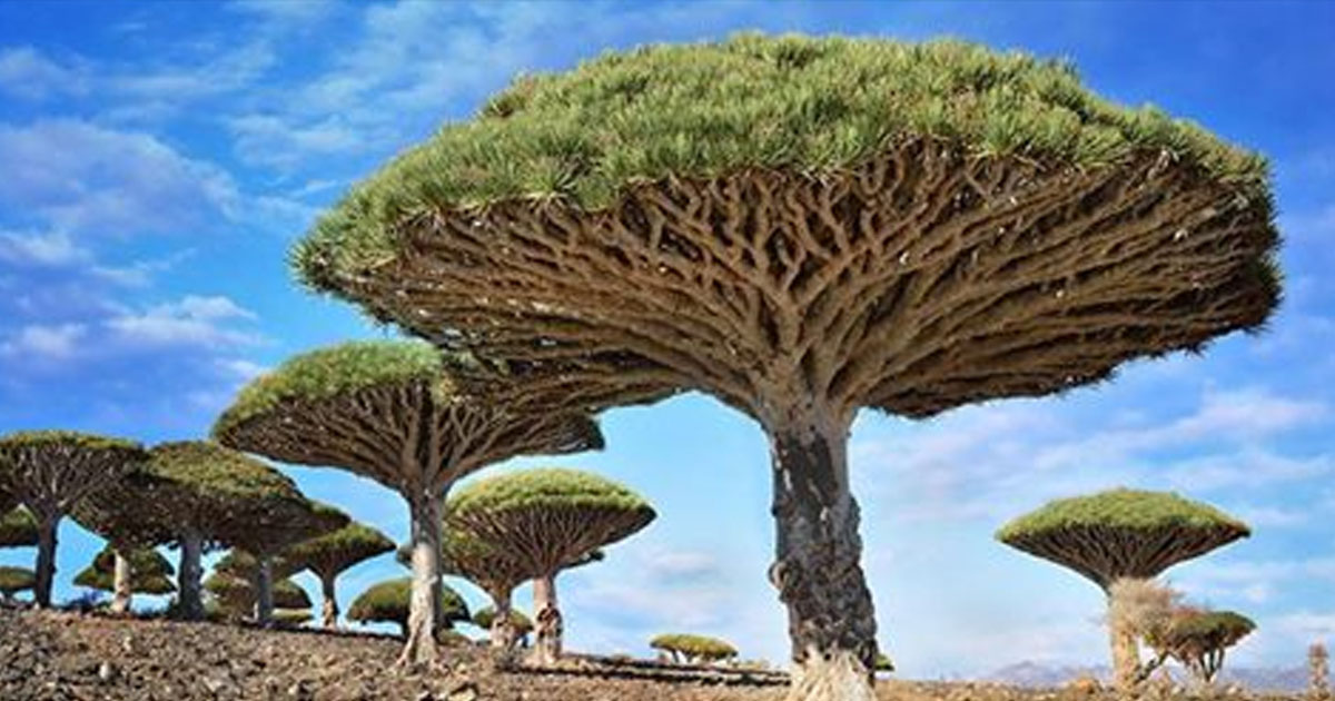 Захватывающие фотографии самых странных и прекрасных деревьев нашей планеты