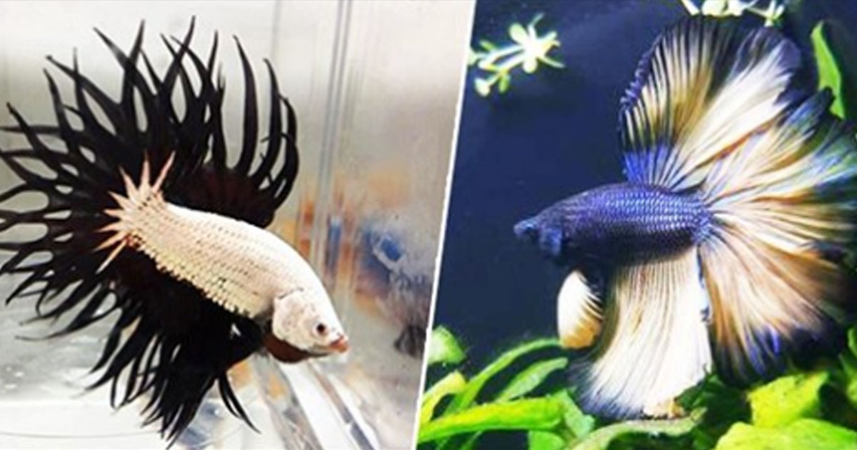 16 экзотических рыб, которые поражают своей красотой