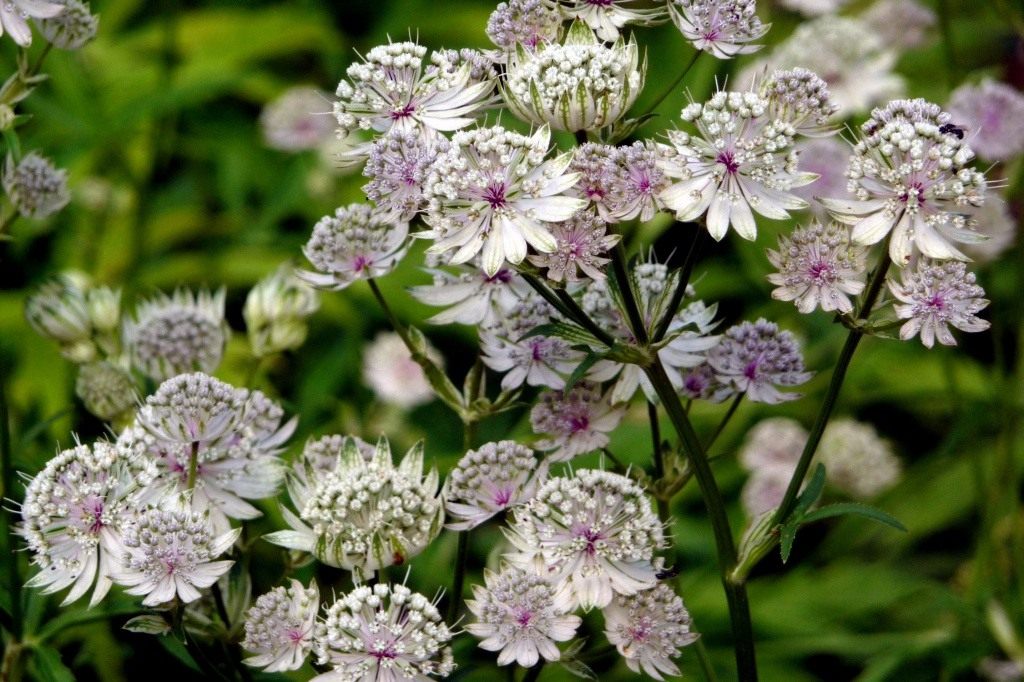 10 цветущих растений, которые замечательно уживаются в тени