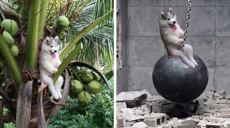 Хаски, застрявший на кокосовой пальме, стал героем интернета