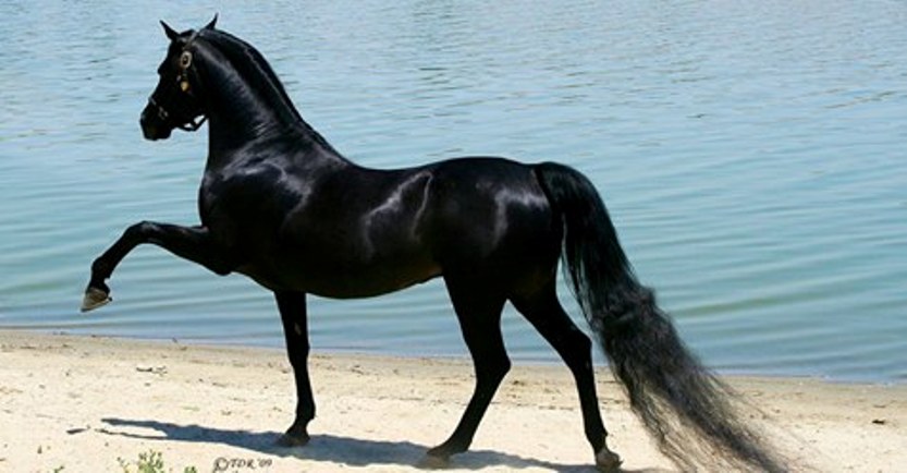 10 лошадей божественной красоты, от которых перехватывает дыхание!