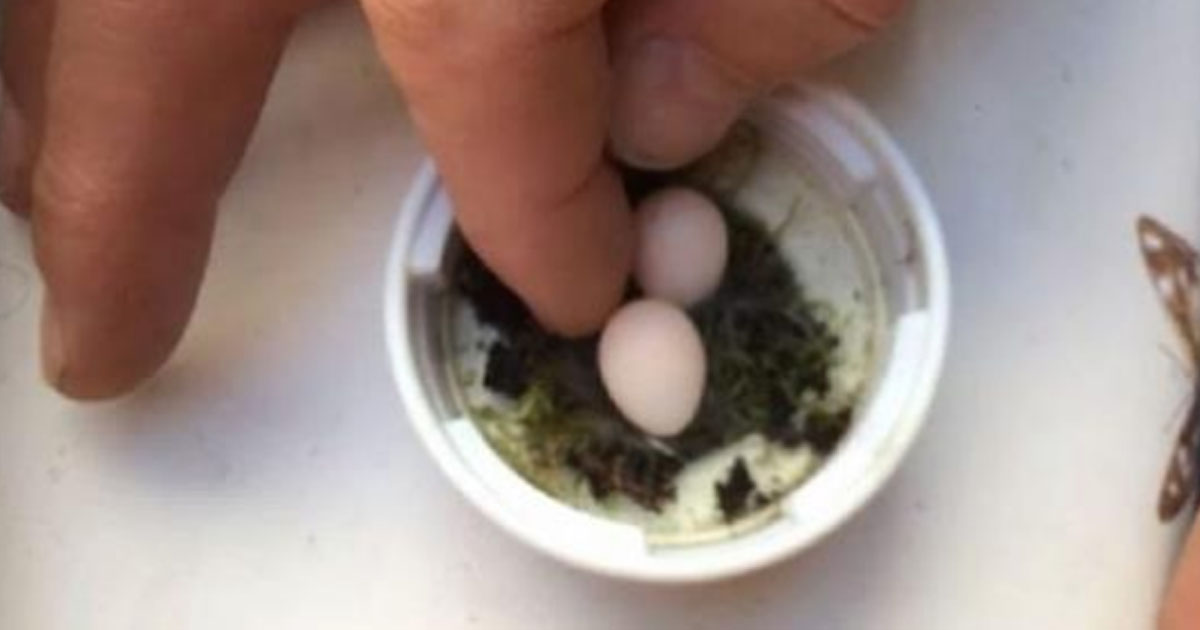 Мужчина нашел самые крохотные яйца и решил рискнуть