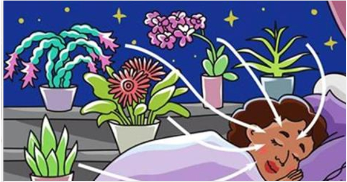 Они даже ночью выделяют кислород! 9 растений, которые хорошо иметь в спальне