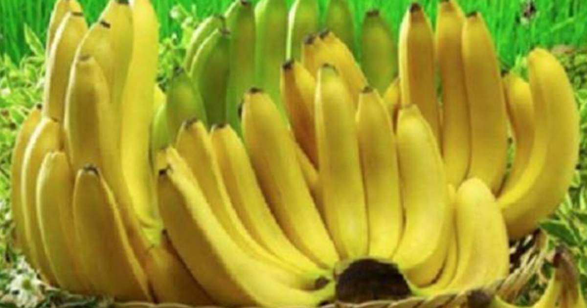 10 фактов о бананах.