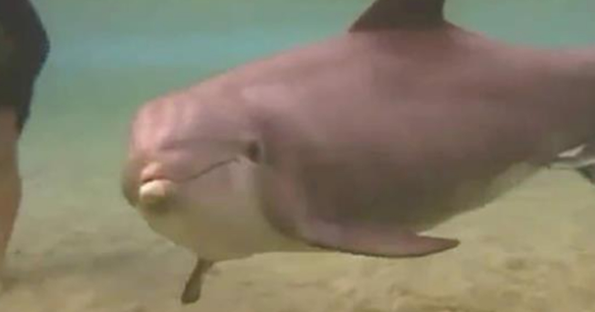 Восхитительное видео о рождение дельфинчика.