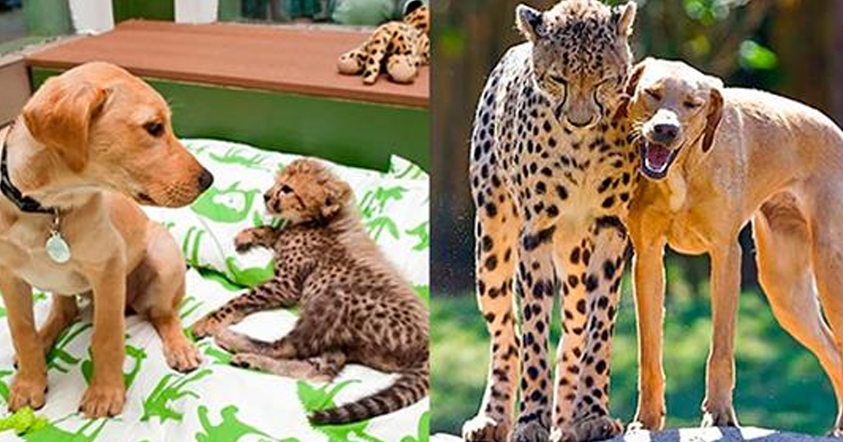 Животные, которые выросли вместе — фото до и после :)