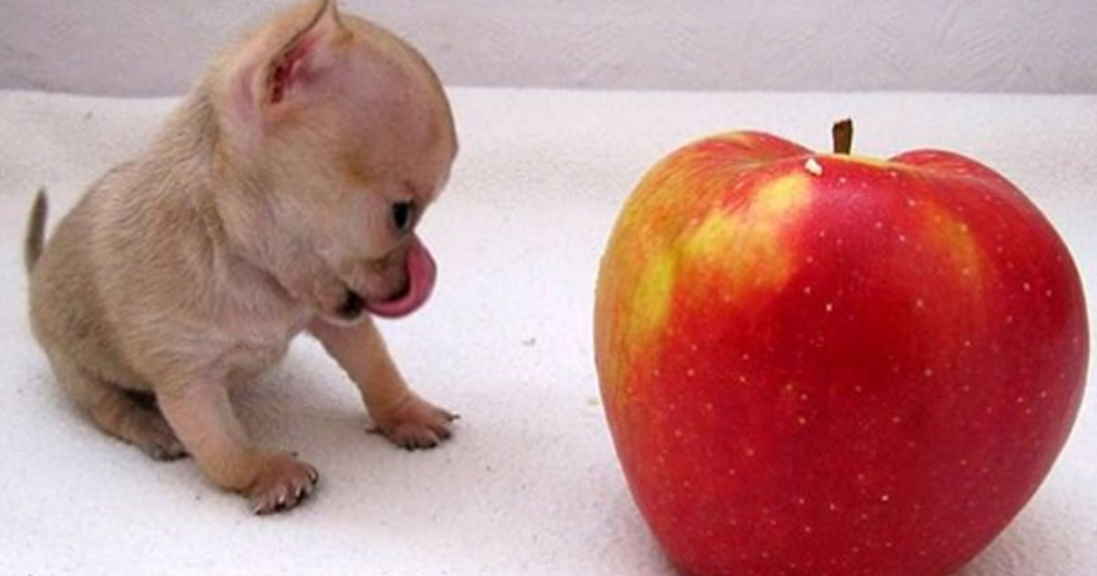 Самая маленькая собака в мире! Туди очаровал весь интернет!