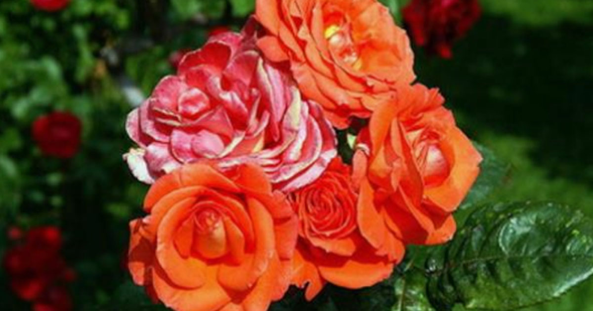 8 секретов выращивания роз