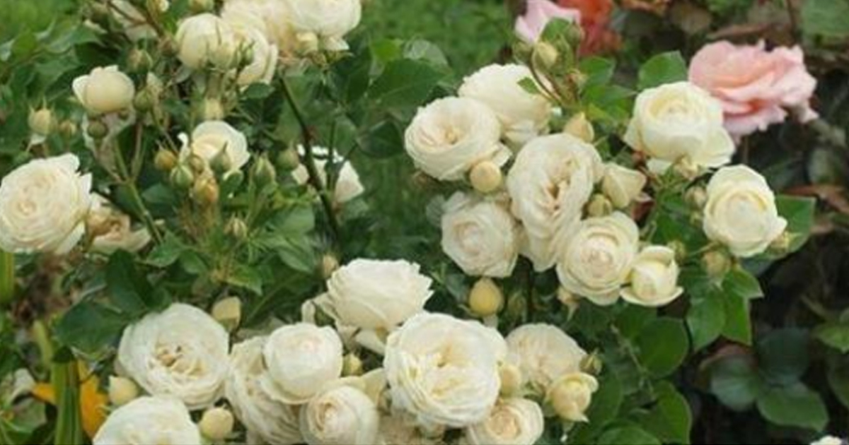 Подкормка для роз: раскрываю секреты буйного цветения