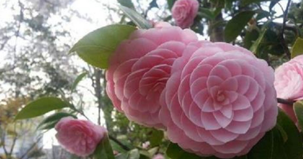 26 необычайно красивых цветов, которые вы никогда не видели