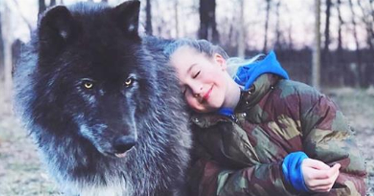 Восхитительные фото пород собак, что похожи на волков.