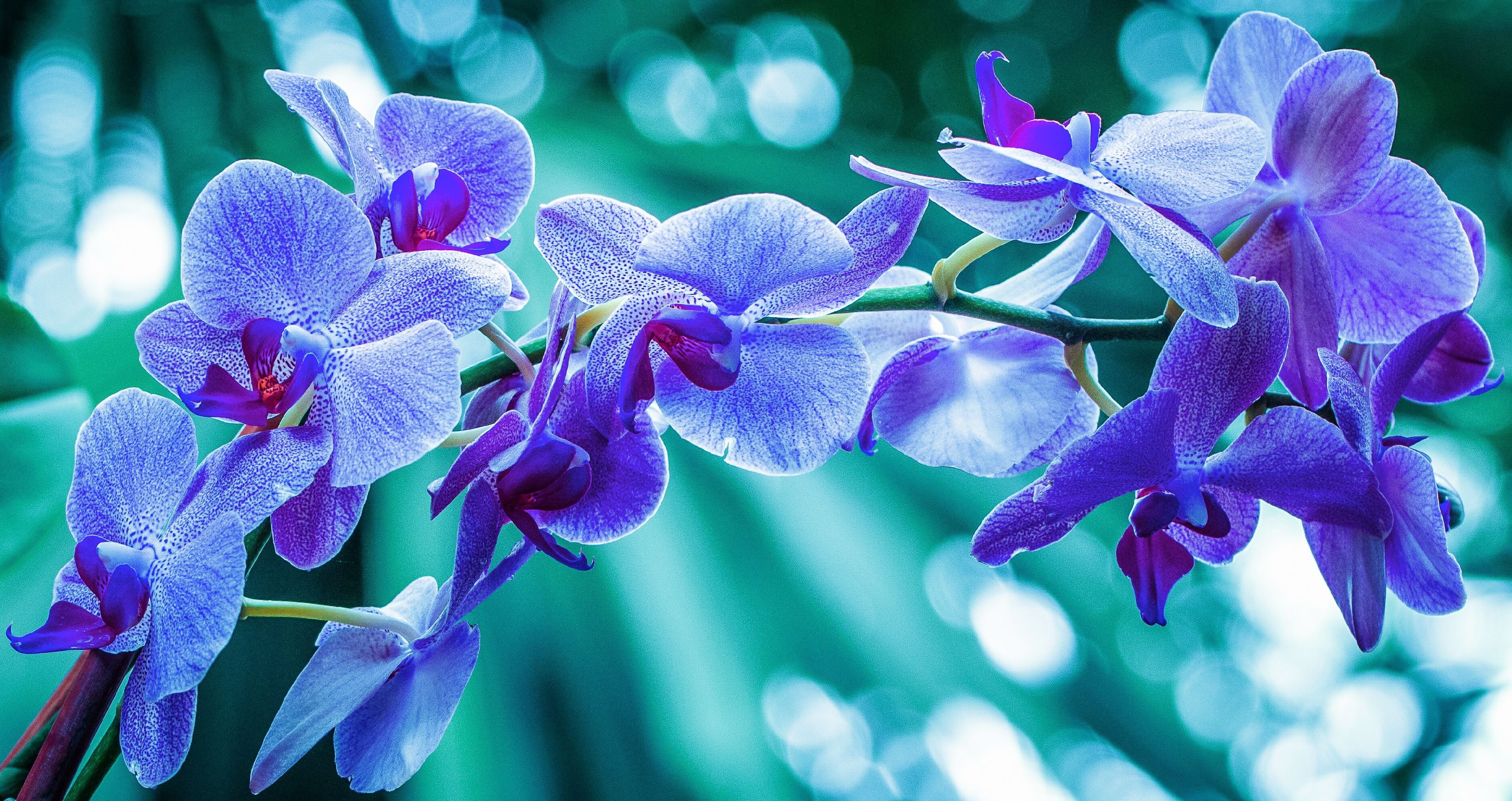 Размножение орхидеи без специальных добавок