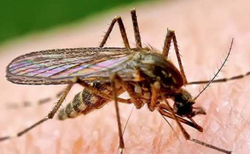 Восемь запахов, которые заставят комара отказаться от вашей крови