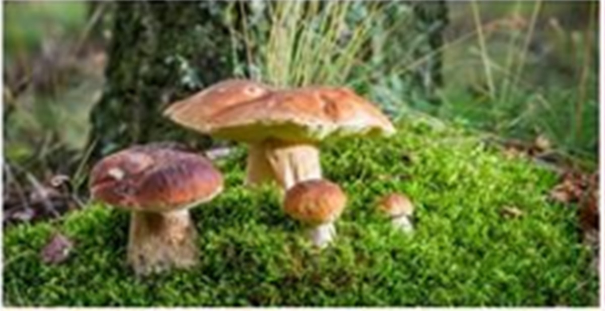 Когда собирать грибы: народные приметы в помощь любителям тихой охоты