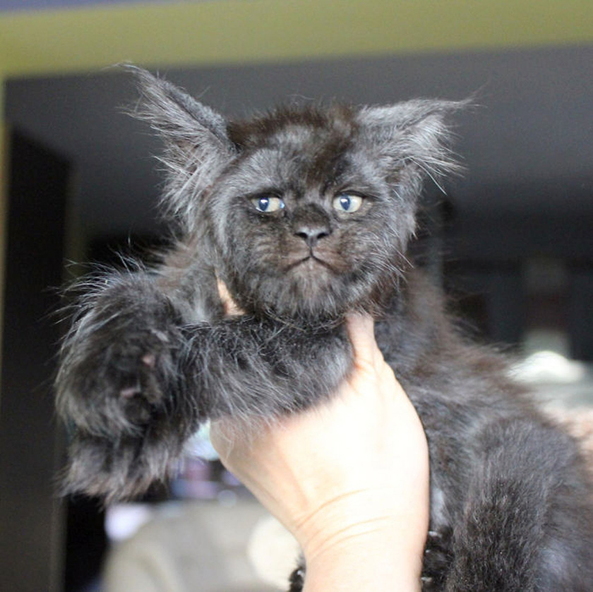 В Подмосковье родился котенок с человеческим лицом (10 фото)