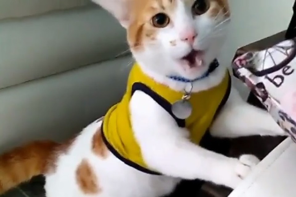 Видео с котом, который кричит «гол», набрало тысячи просмотров