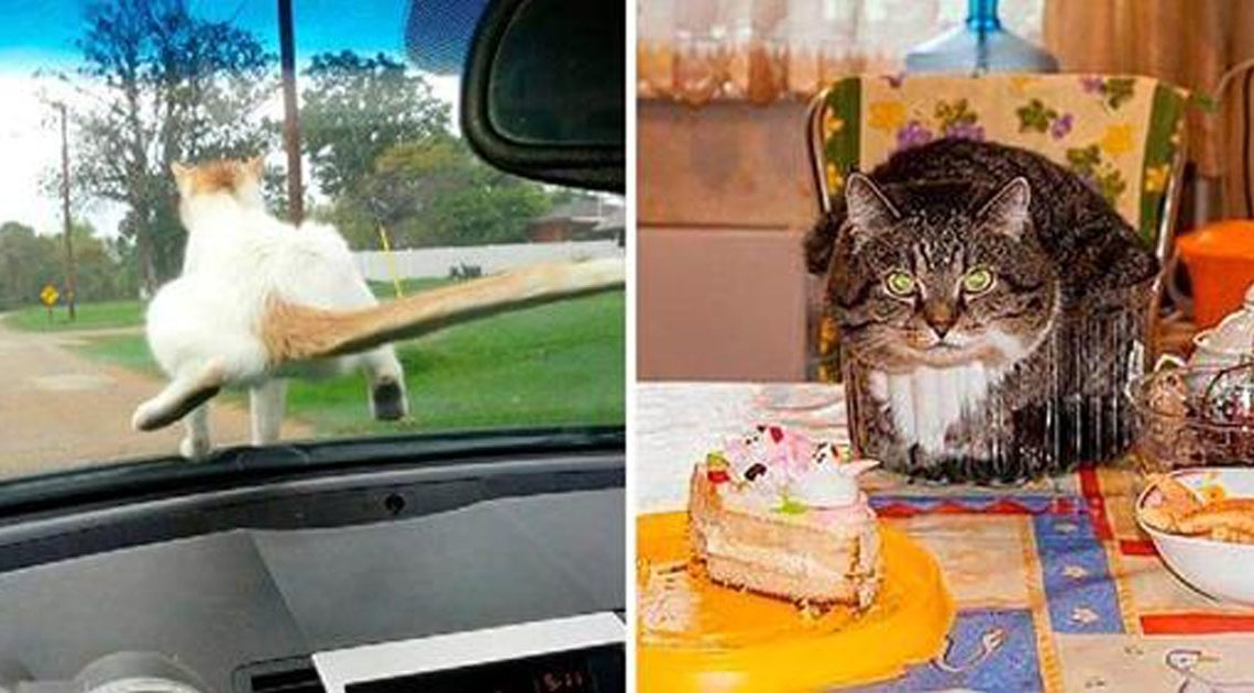 20 фотографий, которые докажут, что коту везде найдется место