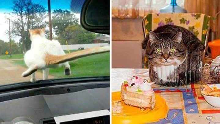 20 фотографий, которые докажут, что коту везде найдется место