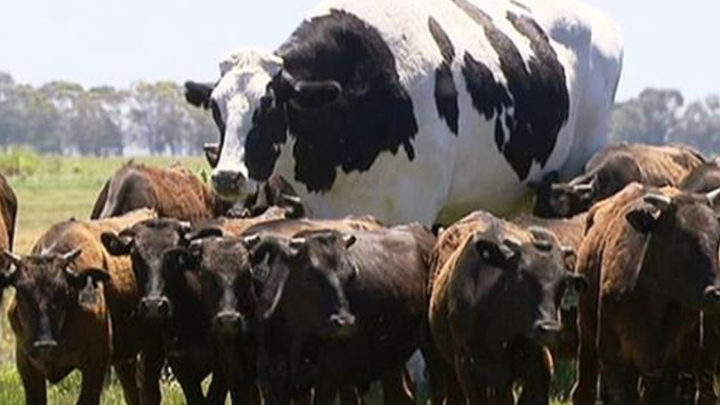 Фотофакт: в Австралии нашли почти 2-метрового быка, который весит 1,4 тонны